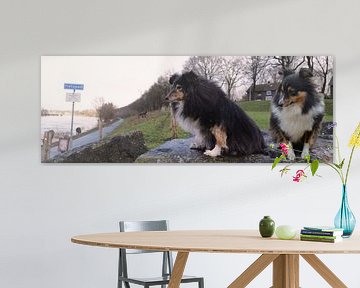 Foto twee honden van Go4animals