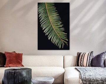 Sago-Palme