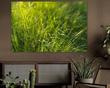Gras im Sonnenlicht - Dwingelderveld - Drenthe (Niederlande)