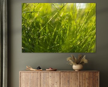 Gras im Sonnenlicht - Dwingelderveld - Drenthe (Niederlande)