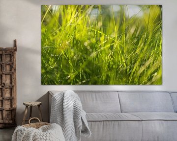 Gras im Sonnenlicht - Dwingelderveld - Drenthe (Niederlande)