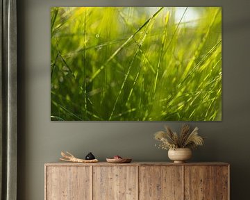 Gras im Sonnenlicht - Dwingelderveld - Drenthe (Niederlande)