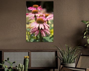 Blühende Echinacea oder Sonnenhut