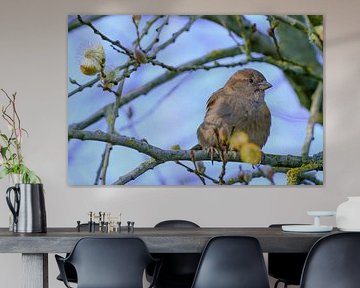 House sparrow enjoys spring
