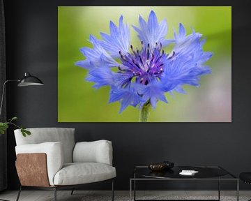 Bleuet sur Lex van Doorn