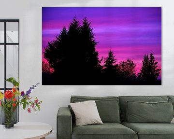 Tree silhouettes in the sunset