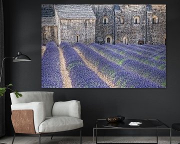 Kloster-Lavendel von Joachim G. Pinkawa