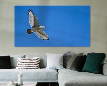 Vlucht naar Lijst