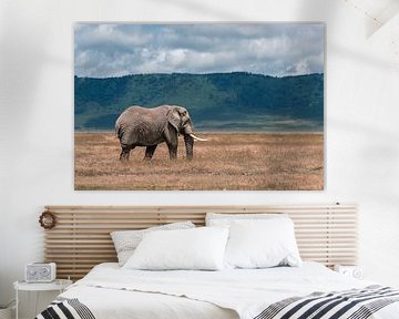 African Elephant in Open Landscape – Ngorongoro Crater, Tanzania by RobinV