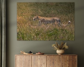 Léopard marchant dans les hautes herbes – Serengeti, Tanzanie sur RobinV