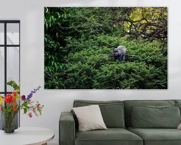 Singe bleu dans la végétation dense – Lake Manyara, Tanzania sur RobinV