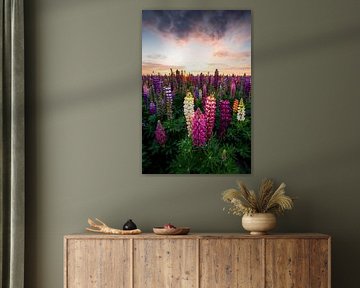 Lupine feest