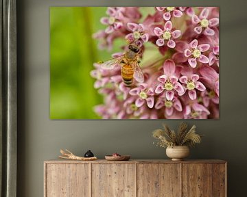 Honeybee on Pink Milkweed Landscape
