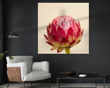 Red Strawflower
