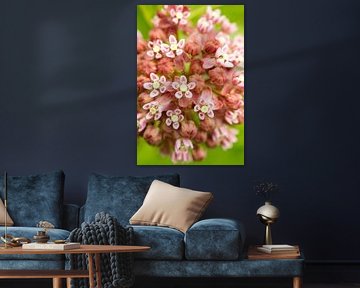 Pink Milkweed with Green Background I