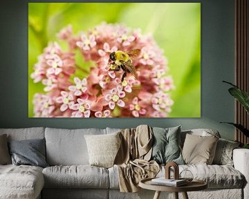 Honeybee on Milkweed Wildflower II