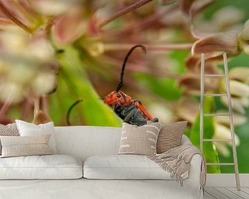 Red Milkweed Beetle Hugging Stem
