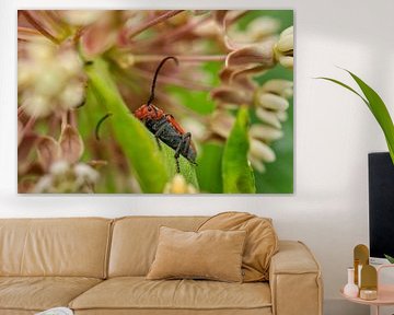 Red Milkweed Beetle Hugging Stem