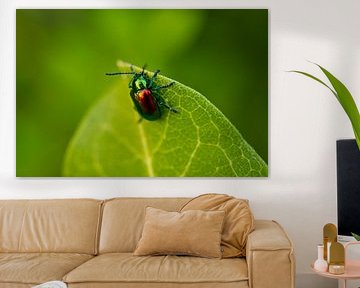 Dogbane Leaf Beetle on Milkweed Leaf