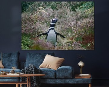 Ein Magellanpinguin läuft herum von Frank's Awesome Travels