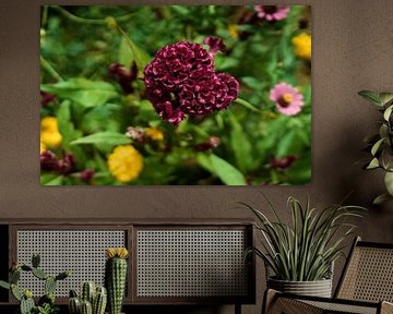 Natürlicher Samt in einem kambodschanischen Garten von Frank Photos