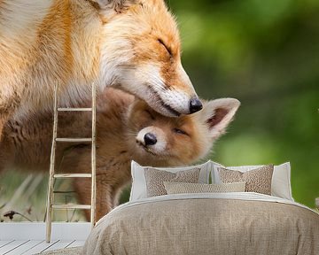 Mother fox and cub by Menno Schaefer