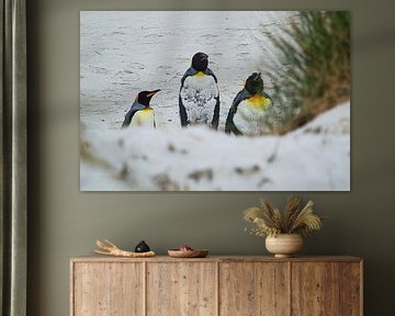Drei Königspinguine aus nächster Nähe von Frank's Awesome Travels
