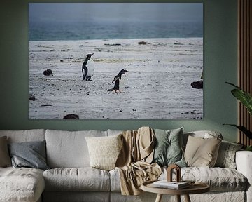 Ein Königspinguin und ein Eselspinguin am Strand von Frank's Awesome Travels