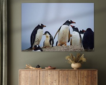 Ein Eselspinguin schaut sich um von Frank's Awesome Travels