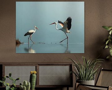 Waarheid van Ibis
