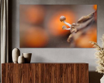 Mini-Pilze in Orange
