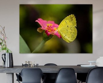 Gelber Schmetterling auf rosa Tropenblume von Frank Photos