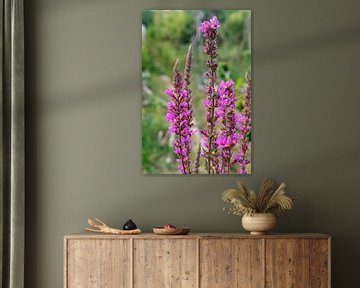 Lythrum virgatum