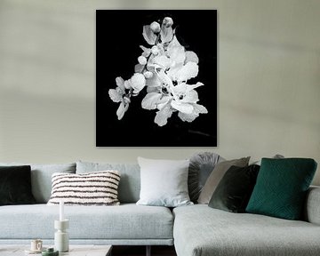 Witte lentebloemen