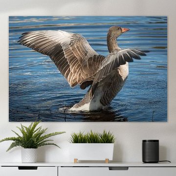 Oie volante dans la lumière du matin