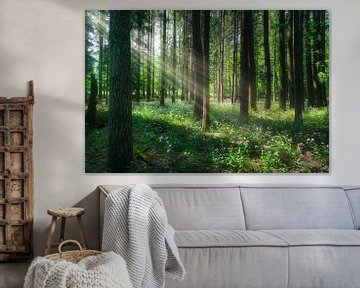 Zonlicht door bosbomen in Foreste Casentinesi Park van Stefano Orazzini