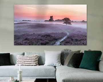Gasterse Duinen path and trees purple heather and fog