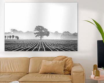 Lonely tree by Niels Barto