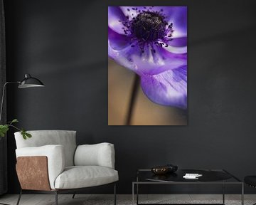 Purple wind flower.