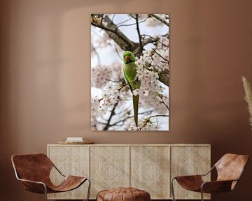 Collared parakeet. by Josmar Colmenares