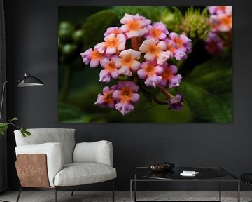 Rosa und orangefarbene Lantanas im Licht von Frank Photos