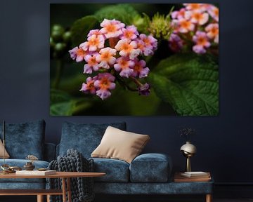 Rosa und orangefarbene Lantanas im Licht von Frank Photos