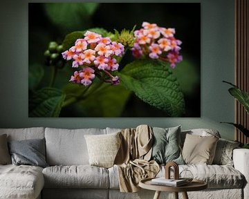 Rosa und orangefarbene Lantanas im Licht von Frank Photos