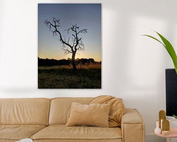 Silhouette of dead tree