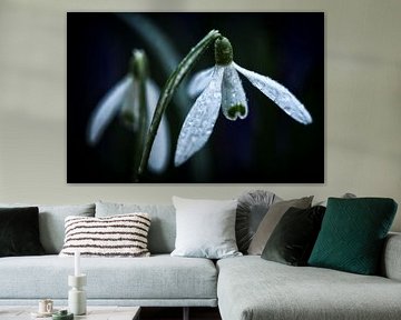A Gentle Promise of Spring
