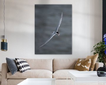Stern (Sterna hirundo) met foerageervis