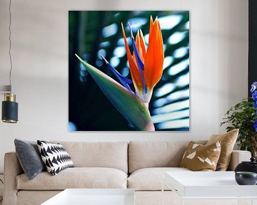 Trotse paradijsvogelbloem in de botanische tuin van Silva Wischeropp