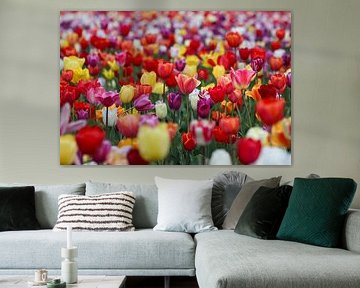 Tulip season. by Josmar Colmenares