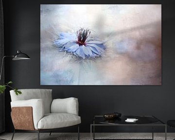 Nigella flowers by Claudia Moeckel