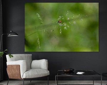 Coccinelle en vert sur Miranda Geerts Art